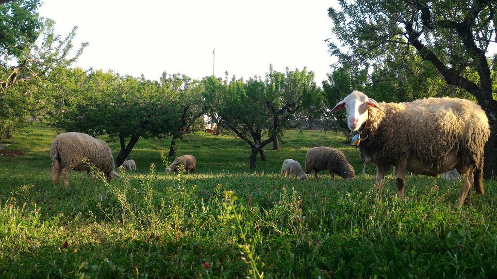 Willa Trulli Martina Franca Zewnętrze zdjęcie